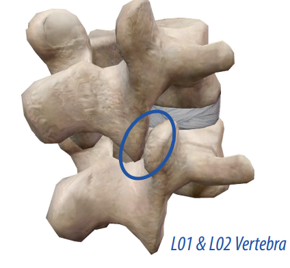 <p>A smooth and flat surface that helps form a gliding joint.</p>
