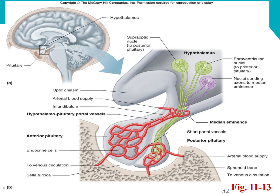 <p>How does the pituitary gland get its blood supply?</p>