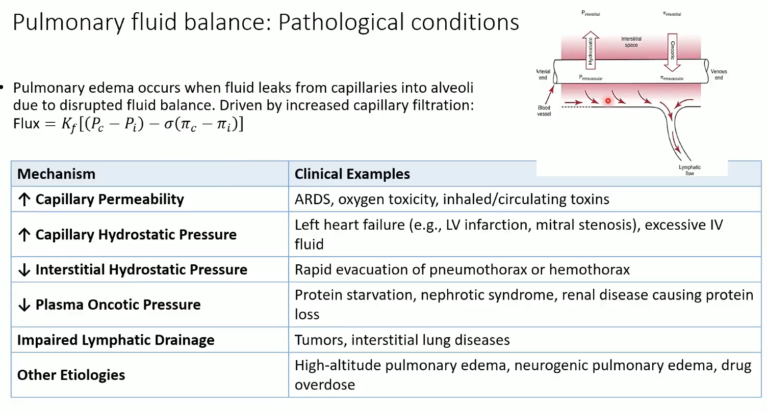 <ul><li><p><strong><span>↑ permeability (ARDS, toxins)</span></strong></p></li><li><p><span>↑ hydrostatic pressure (LV failure, mitral stenosis, IV fluids)</span></p></li><li><p><span>↓ interstitial pressure (rapid evacuation of pneumothorax)</span></p></li><li><p><span>↓ plasma oncotic pressure (protein loss, nephrotic syndrome)</span></p></li><li><p><span>Impaired lymph drainage (tumors, ILD)</span></p></li><li><p><span>Other: high altitude, neurogenic edema, overdose</span></p></li></ul><p></p>
