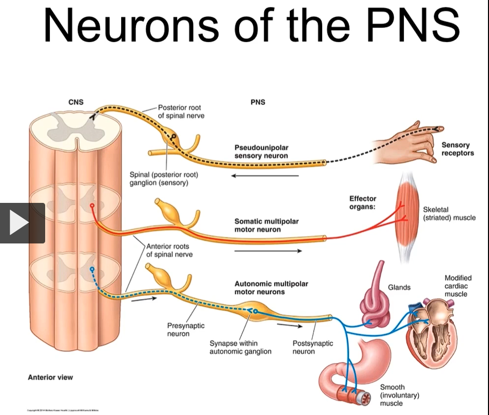 <p>this is a picture of the different types of neurons in the PNS</p><p>a sensory neuron (pseudounipolar) has receptors, and once activated, the information is going to read the spinal cord. the cell bodies of sensory neurons are located in the dorsal root ganglia. </p><p>the motor neuron has the cell body in the anterior horn of the spinal cord, and the axon is going to exit via the anterior or ventral rootlets and roots to exit via the anterior rami to reach the effector organ (in this case the skeletal muscle) </p><p>in the case of the autonomic motor neurons, we have a set of two neurons, one that is going to exit the spinal cord via the lateral horns and exit via the anterior or ventral rootlets and anterior rami and before synapsing on the end or target organ, it’s going to synapse usually in the ganglia (this ganglion is different from the dorsal root ganglion for the sensory neurons) the ganglia is called the autonomic ganglia. now once the first autonomic neuron synapses in the autonomic ganglia, the second neuron, or what we call the postganglionic neuron, is going to reach and target these effector end organs. (gland, cardiac muscle, smooth muscle). </p>