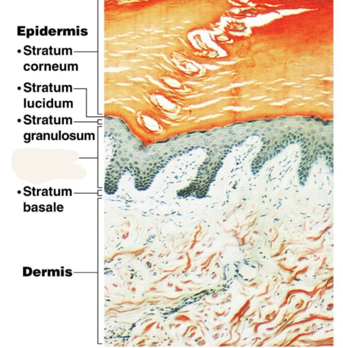 <p>a layer of the epidermis that provides strength and flexibility to the skin is called</p>