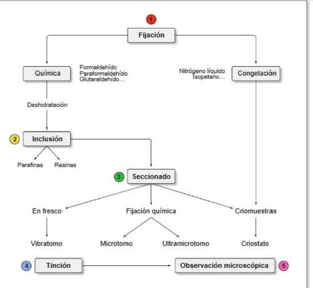 Técnicas de fijación