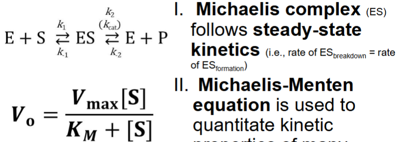 <ul><li><p><span style="color: rgb(0, 0, 0);">I. <strong>Michaelis complex</strong> (ES) follows <u>steady-state kinetics</u> (i.e., rate of ES breakdown = rate of ES formation) - rxn stays constant (ES constant present and stays constant)</span></p></li><li><p><span style="color: rgb(0, 0, 0);">II. Michaelis-Menten equation is used to quantitate kinetic properties of many</span><span style="color: rgb(0, 0, 0);"><br></span><span style="color: rgb(0, 0, 0);">enzymes</span><span style="color: rgb(0, 0, 0);"><br></span></p></li></ul><p></p>