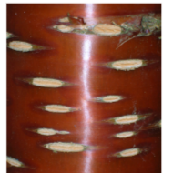 <p>Lenticles </p>
