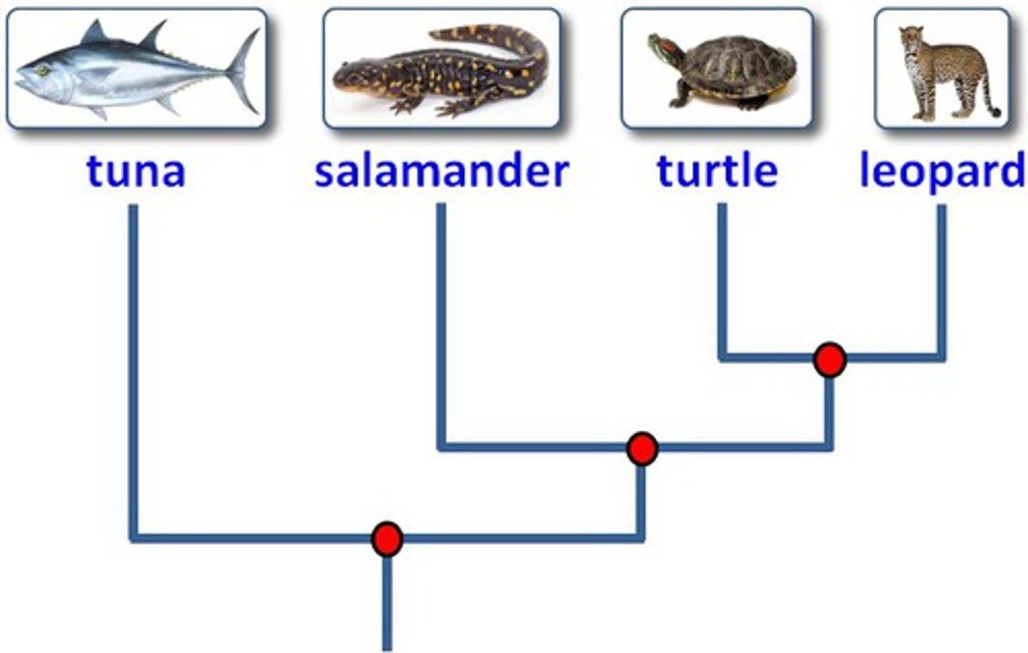 <p>the shared ancestor of new, different species that arose from one population</p>