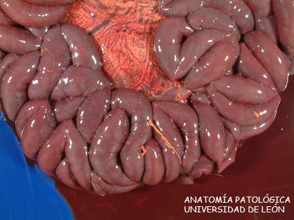 <p>Abomasitis enfisematosa y enteritis hemorrágica. Ternero.</p>