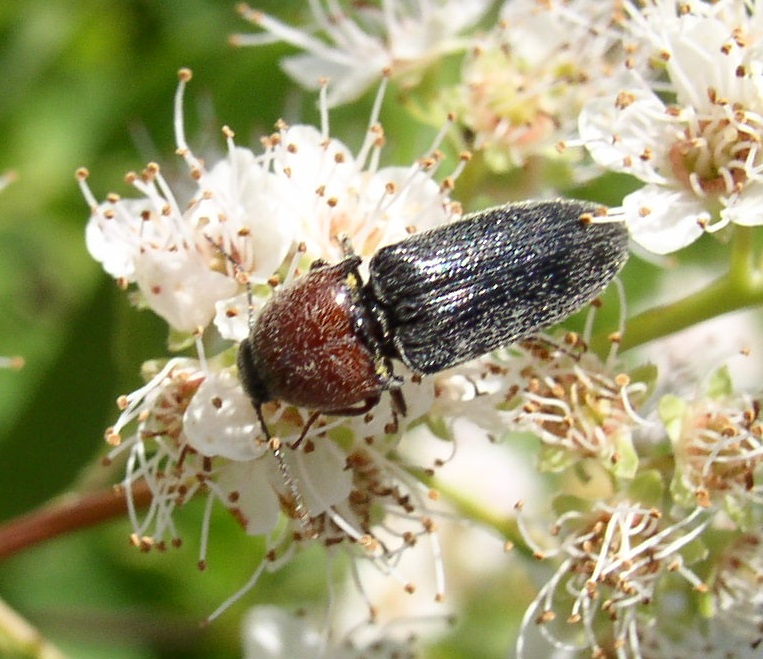 <p>Click beetles</p><p>Click-mechanism: A spine on the prosternum can be snapped into a corresponding notch on the mesosternum, producing a violent "click" that can bounce the beetle into the air</p>