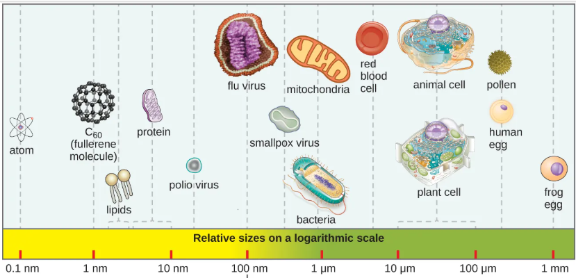 <ol><li><p>protein </p></li><li><p>virus</p></li><li><p>mitochondria, E. coli</p></li><li><p>red blood cell</p></li><li><p>plant cell</p></li><li><p>ovum</p></li></ol><p></p>