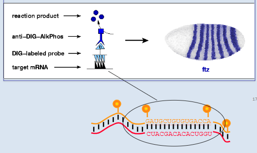 <p>shows which areas of a cell express a gene - probe is lab made as an antisense rna so very specific and takes advantage of rna hybridising, binds to rna in drosophila embryo, anti-dig binds the probe and alkaline phosphatase binds the transparent target substrate making it blue </p><p>blue lines are the areas of the cell where the gene is being expressed </p>