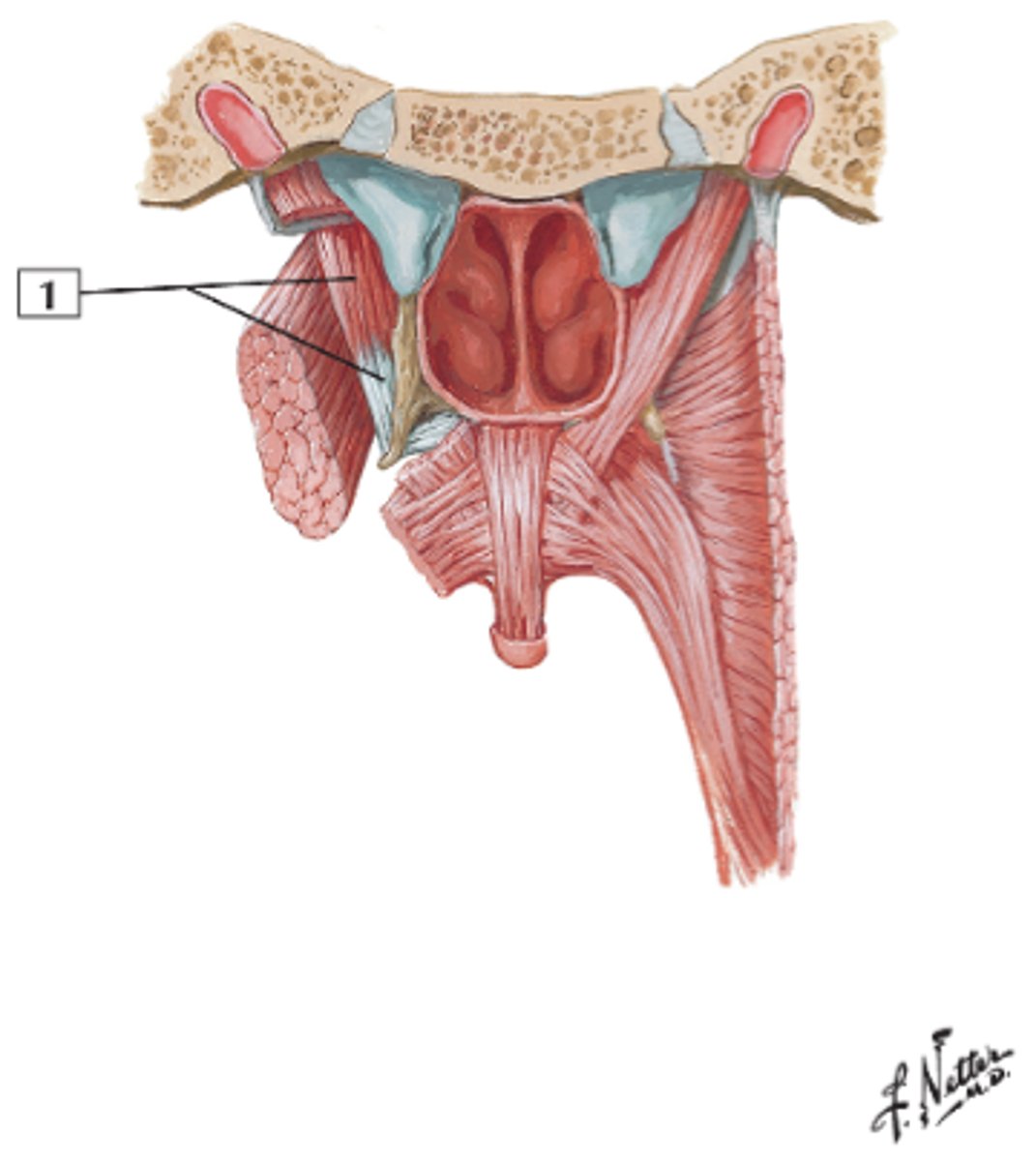 <p>tenses soft palate (pulls laterally)</p><p>opens aperture of pharyngotympanic (auditory) tube during yawning</p><p>- Trigeminal (Mandibular V3)</p>