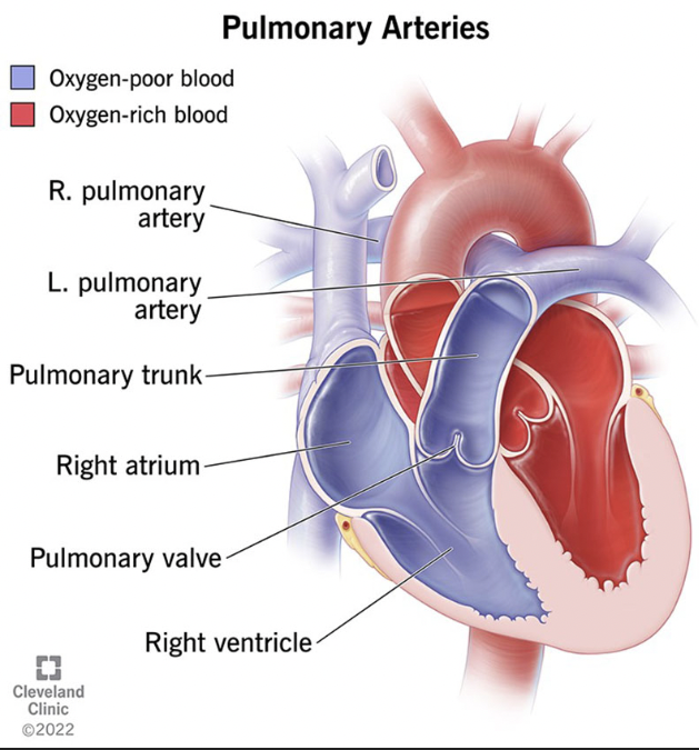 <p>leaves right ventricle detox blood to lungs</p>