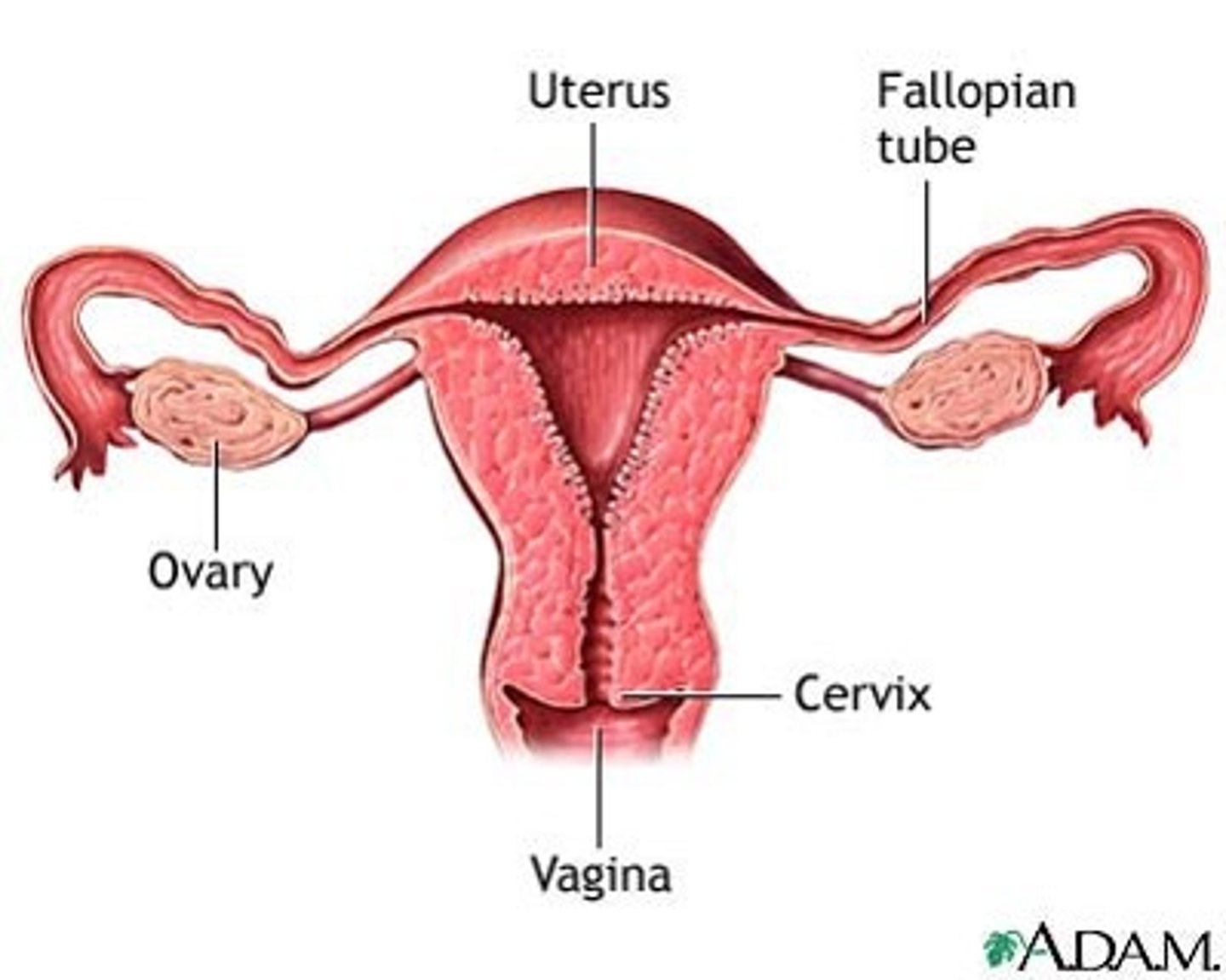 <p>fallopian tube</p>