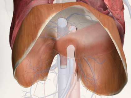 <p>A dome-shaped muscle that separates the thoracic and abdominopelvic cavities, crucial for respiration.</p>