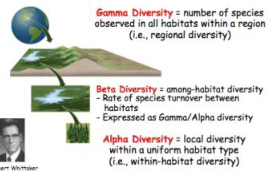 <p>regional diversity, or species diversity in a region of interest</p><ul><li><p>estimated by pooling observations from a large number of sites in the area and computing an alpha diversity index</p></li></ul><p></p>