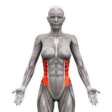abdomen muscles 