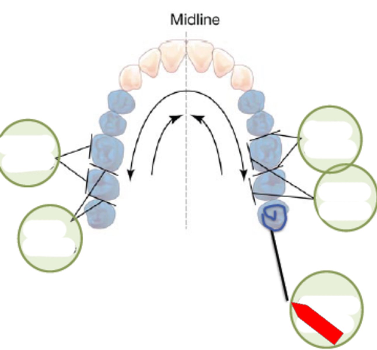 <p>premolars and molars</p>