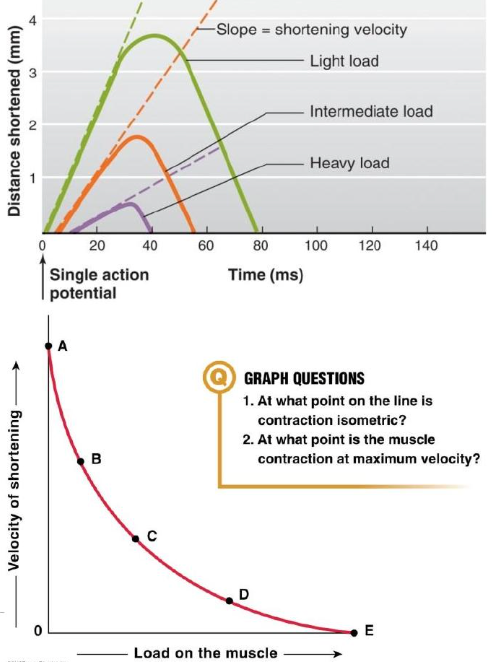 as load increases, shortening velocity decreases