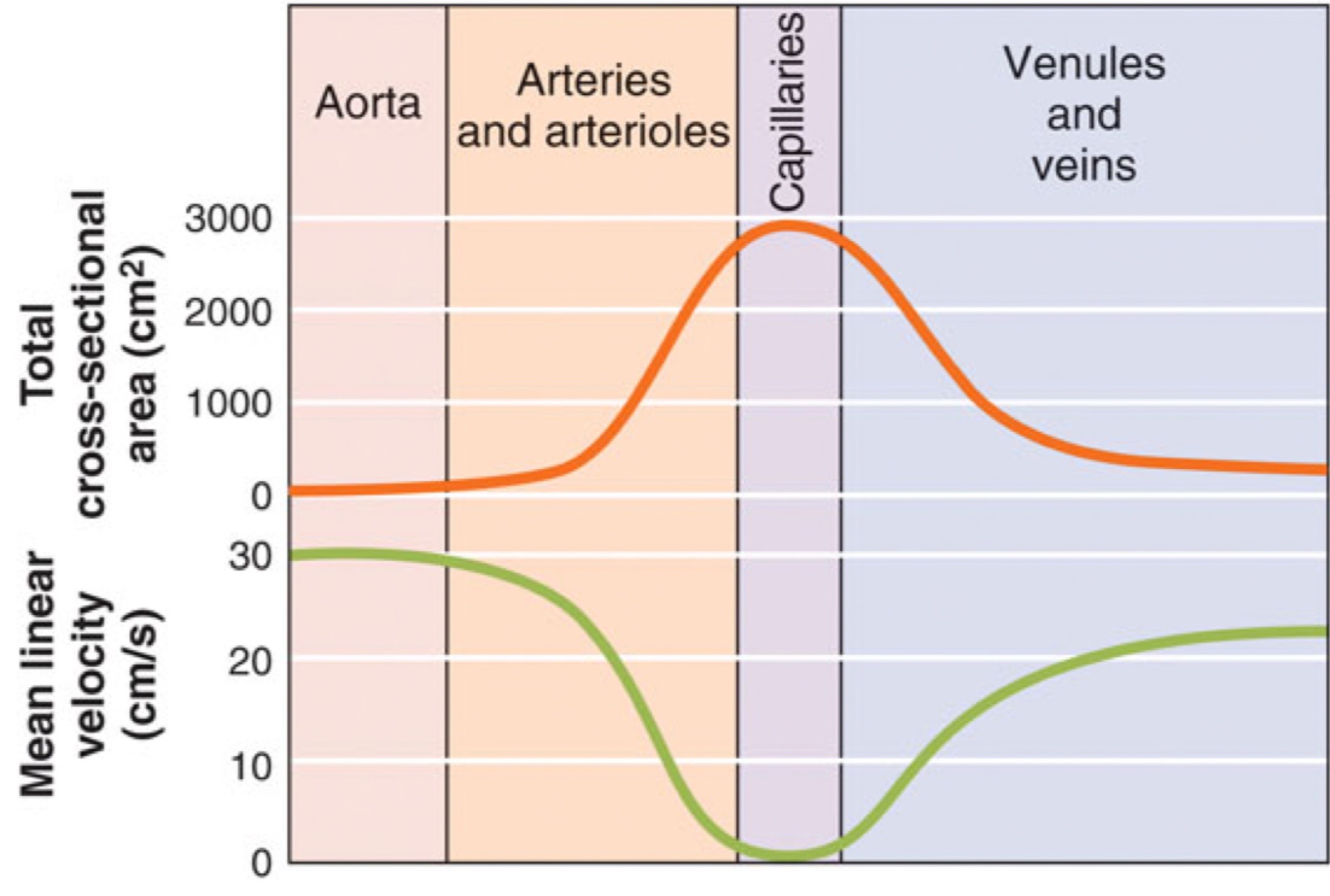 <ul><li><p>Occurs mainly by diffusions down gradients</p></li><li><p>Facilitated by the slow movement of blood and large SA within the capillaries</p></li><li><p>On graph (Bottom (blood velocity) and top (total cross sectional area)</p></li><li><p>Capillaries large SA so allows exchange, blood flow very slow as capillaries that allows exchange to occur (2 reasons)</p></li></ul>