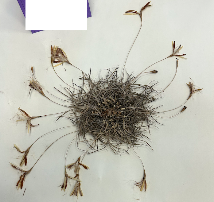 <p><span style="background-color: transparent;"><span>Order? Family? Species? Stage of life?&nbsp;</span></span></p>