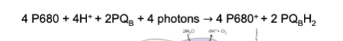 * Look at picture
  * PSII is an oxidoreductase
    * It oxidizes water molecules to produce protons and oxygen molecules and it reduces plastoquinone (PQ) to produce plastoquinol (PQH2)