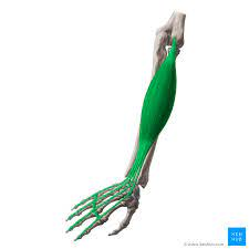 <p>What muscle is this? What action does this muscle perform?</p>