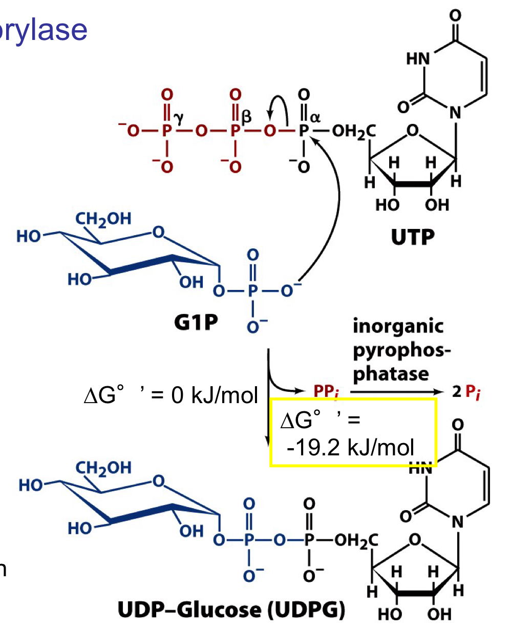 phosphorylation oxygen of glucose-1-phosphate attacks the α-phosphorus atom of UTP to generate UDP-glucose

the γ and β phosphorus groups are released as pyrophosphate, which is then further hydrolyses by pyrophosphatase. this coupled step provides the energetic “pull” towards UDP-glucose formation

UDP-glucose is now activated to donate glucose to a growing glycogen chain 