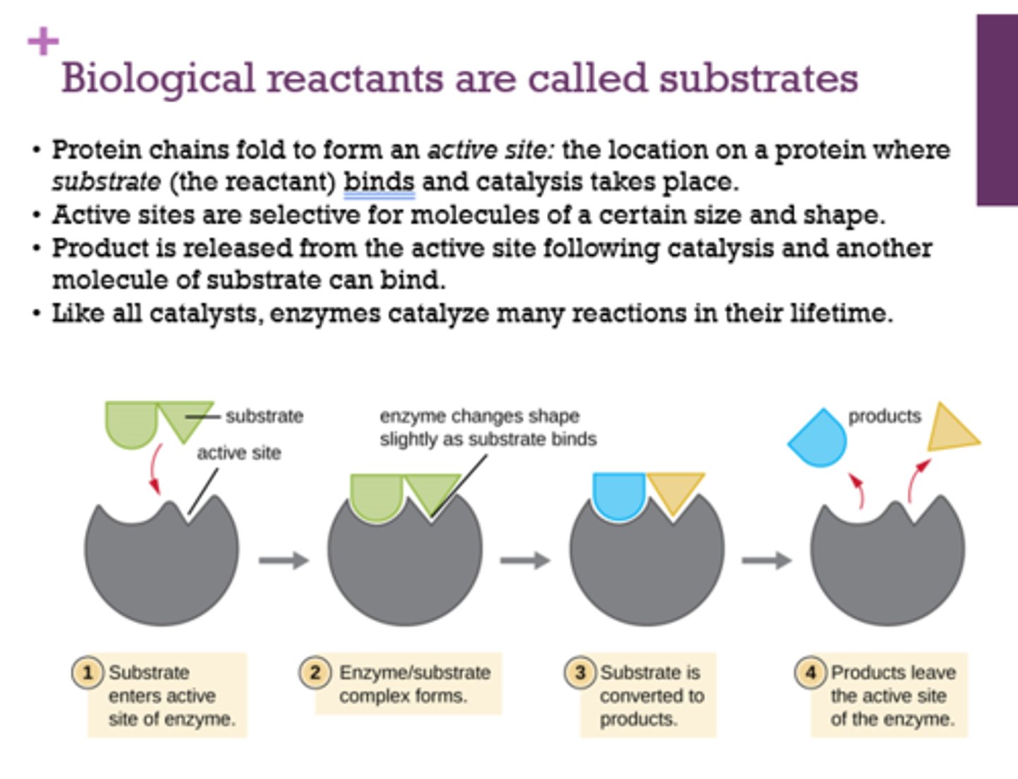 <p>location on a protein where substrate binds and catalysis takes place</p>