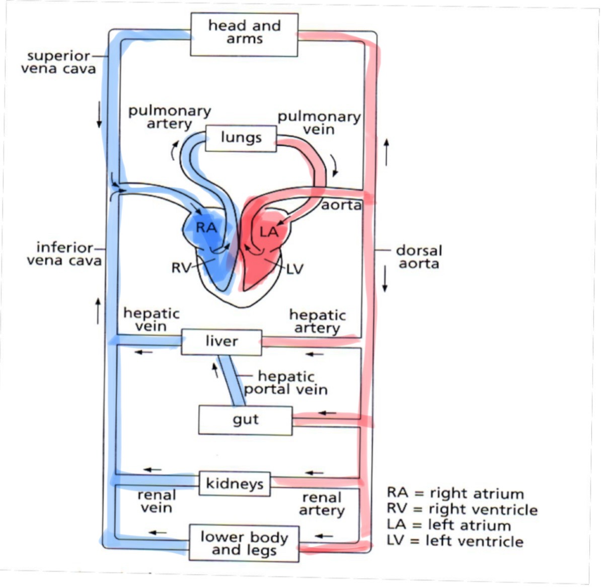 <p>ensures that blood is pumped at low pressure to the lungs so that blood can be properly oxygenated and the oxygenated blood can be pumped out at high pressure to all body cells at a fast rate</p>