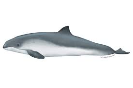 <p>Harbor porpoise</p>