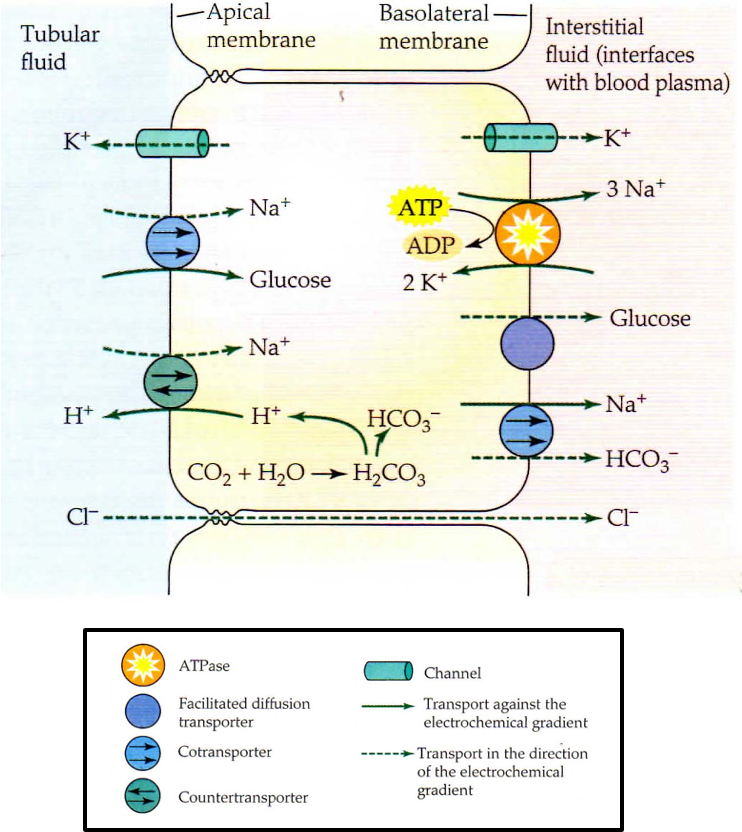 <p>reabsorption of Na<sup>+</sup> though apical membrane with co-transport with glucose or exchange with H ions. Na<sup>+</sup> then transported across basolateral membrane using co-transport with bicarbonate + active transport in exchange for K<sup>+</sup>. Osmotic gradient allows movement of water through aquaporins.</p>
