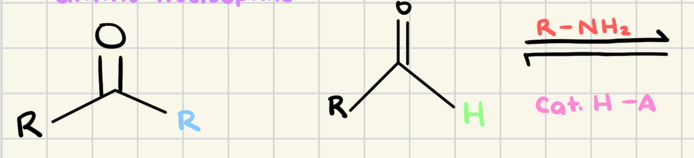<p>Predict the product/mechanism (imine)</p>