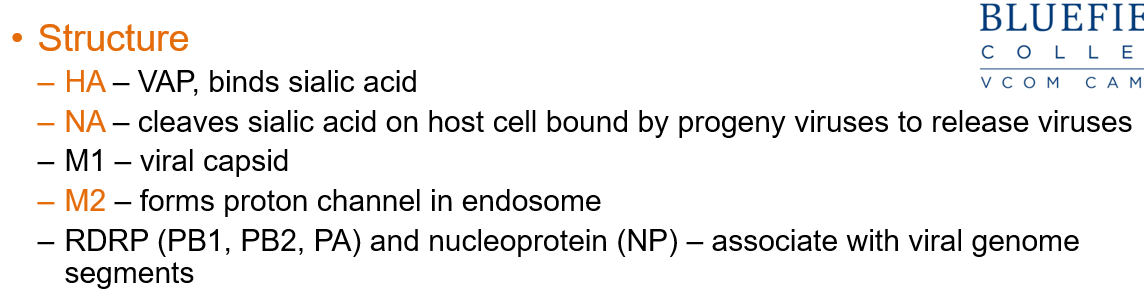 <p><strong>HA</strong> is the <strong>viral attachment protein (VAP)</strong> that <strong>binds sialic acid</strong> on the host cell.</p>