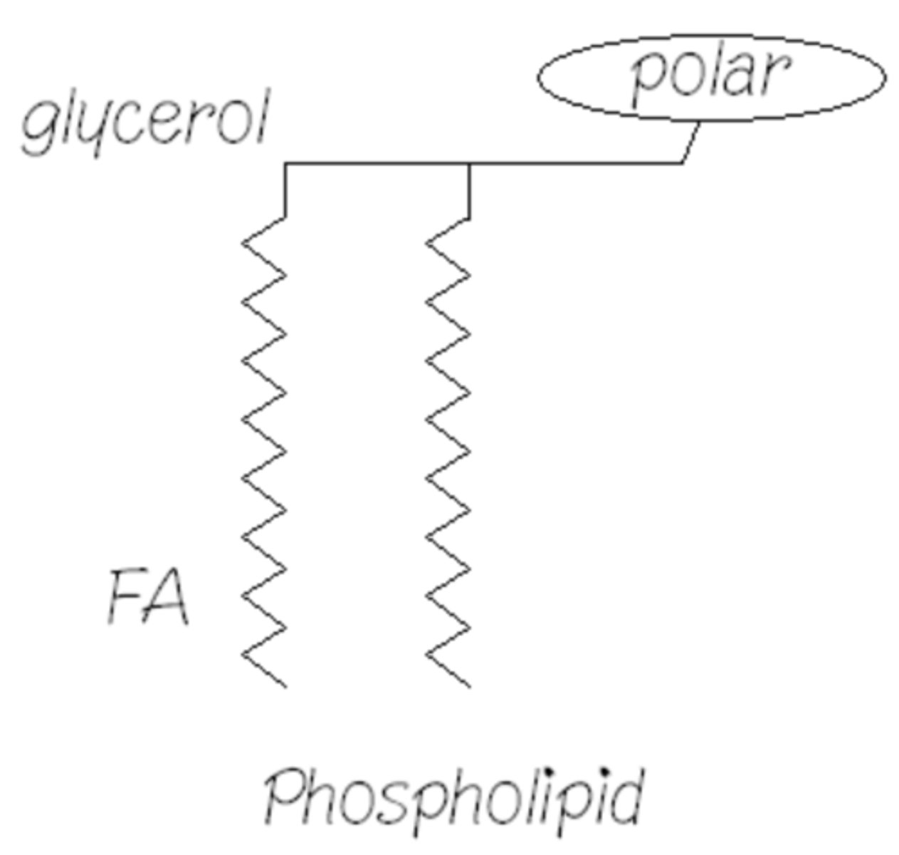 <p>They can form monolayer shells around lipid.</p>
