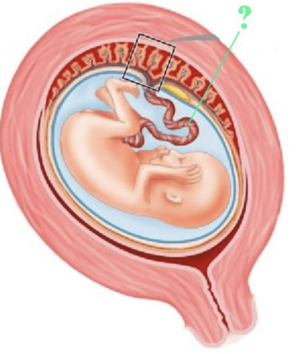 <p>umbilical cord</p>