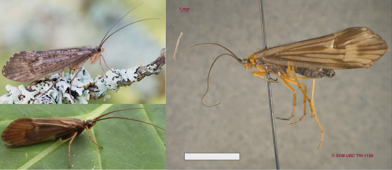 <ul><li><p>Antennae moderately long</p></li><li><p>Maxillary palps 3-segmented in males, 5-segmented in females</p></li><li><p>Ocelli present</p></li><li><p>Meso-tibiae with 2 apical spurs and 1 preapical spur (<strong><em>3 total spurs)</em></strong></p></li><li><p>Much larger than Hydroptilidae; medium/large</p></li><li><p>Usually more brown with dark markings</p></li></ul><p></p>