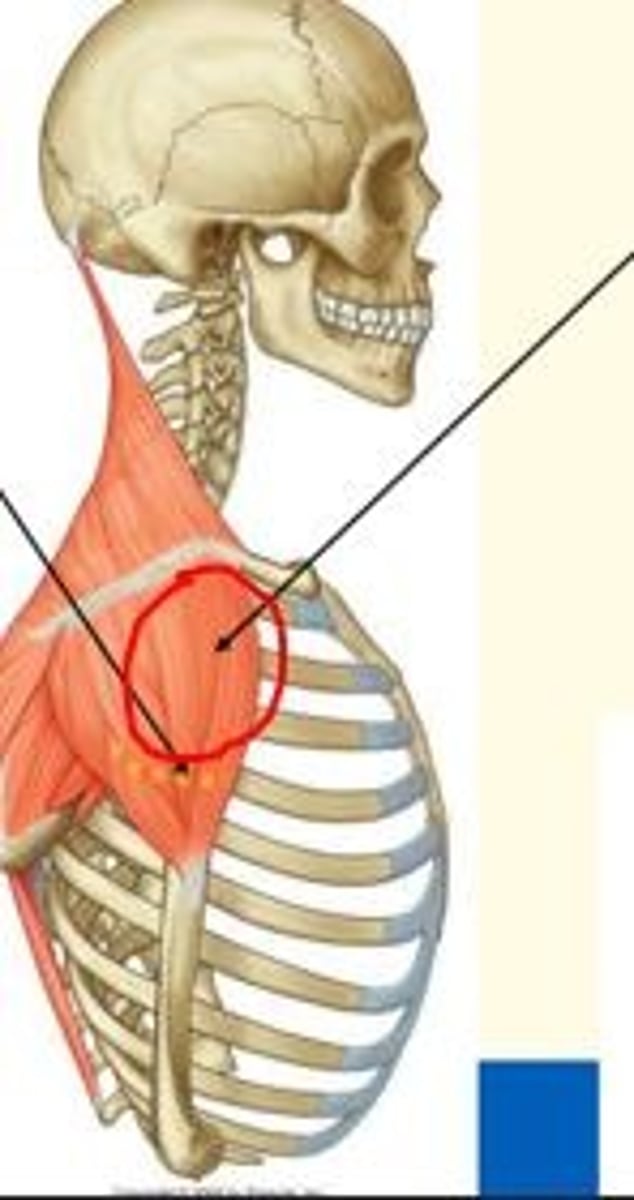 <p>Deltoid muscle</p><p>- Brings about all shoulder movement except adduction</p><p>- Innervated by axillary nerve</p><p>- Attaches to lateral clavicle, acromion, scapula spine & humerus</p>