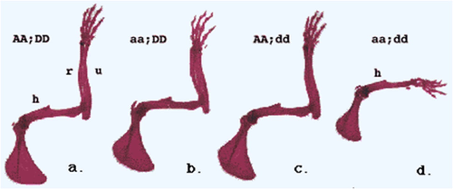 <p>Class of homeotic genes. Changes in these genes can have a profound impact on morphology.</p>