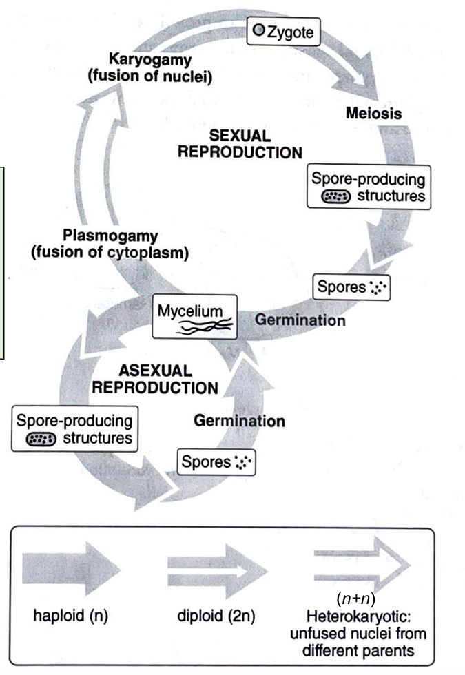 <ul><li><p>the fungus life cycle has both asexual and sexual parts</p><ul><li><p>haploid structures are dominant in fungi</p></li><li><p>in sexual reproduction, the gametes are haploid hyphae (no female/male or eggs/sperm)</p></li></ul></li></ul><p></p>