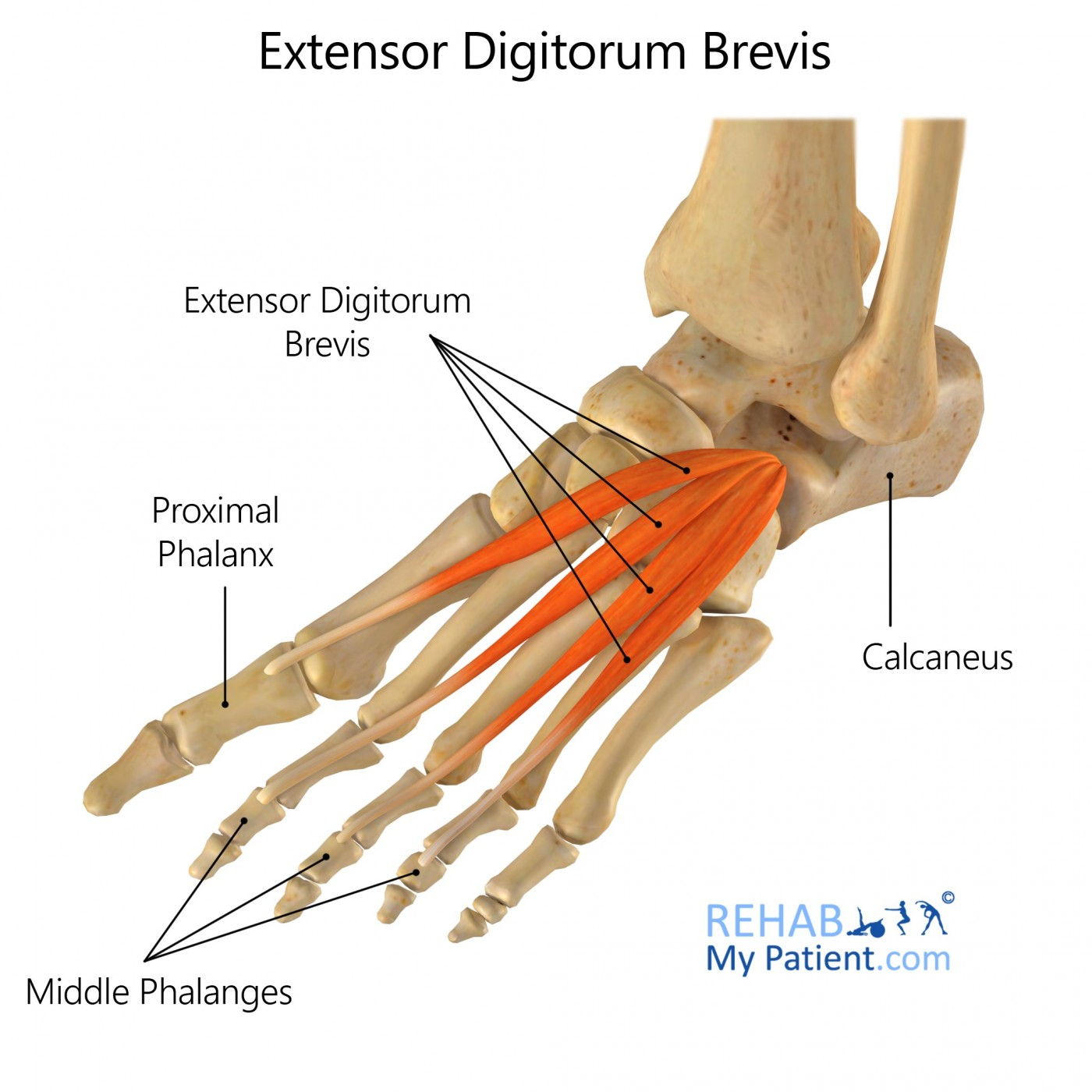 <p>o. calcaneus (augšējā virsma)</p><p>i. m. extensor digitorum longus cīpslas, kuras iet uz 2, 3 un 4 pirkstu</p><p>f. extensio digitorum (2, 3 un 4 pirkstam)</p>