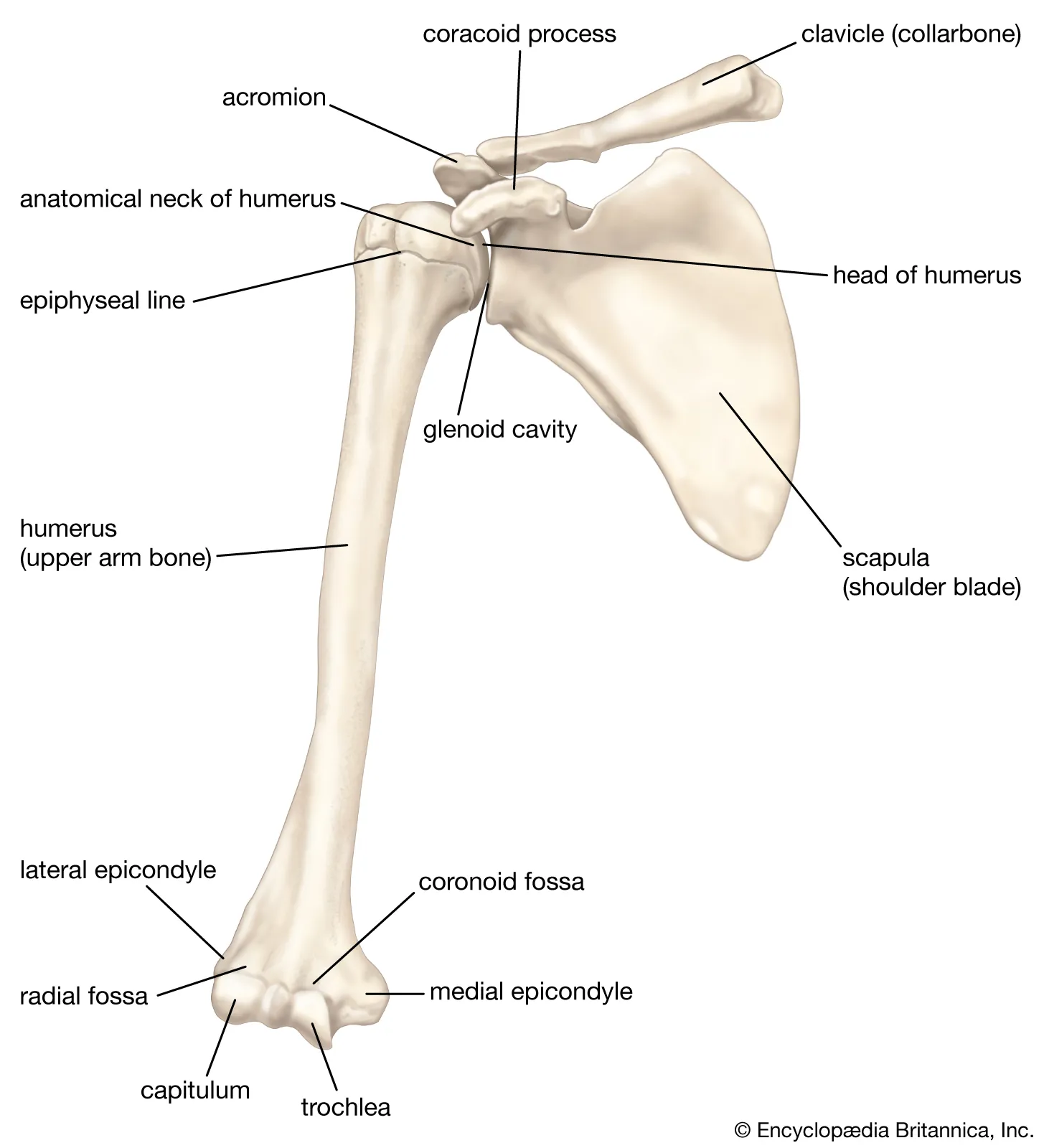 <p>Articulates with the head of the radius for forearm rotation.</p><p>Allows for flexion and extension of the elbow. </p>