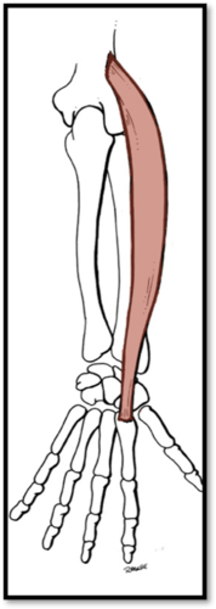 <p>What is the action of the Extensor Carpi Radialis Longus?</p>