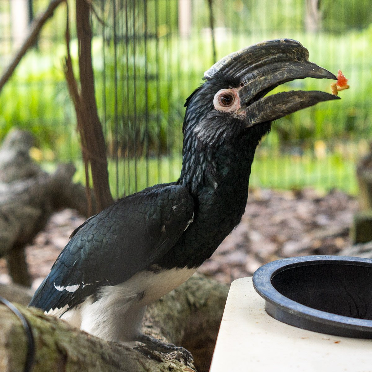 <p>Status LC</p><p>Family: Bucerotidae</p>