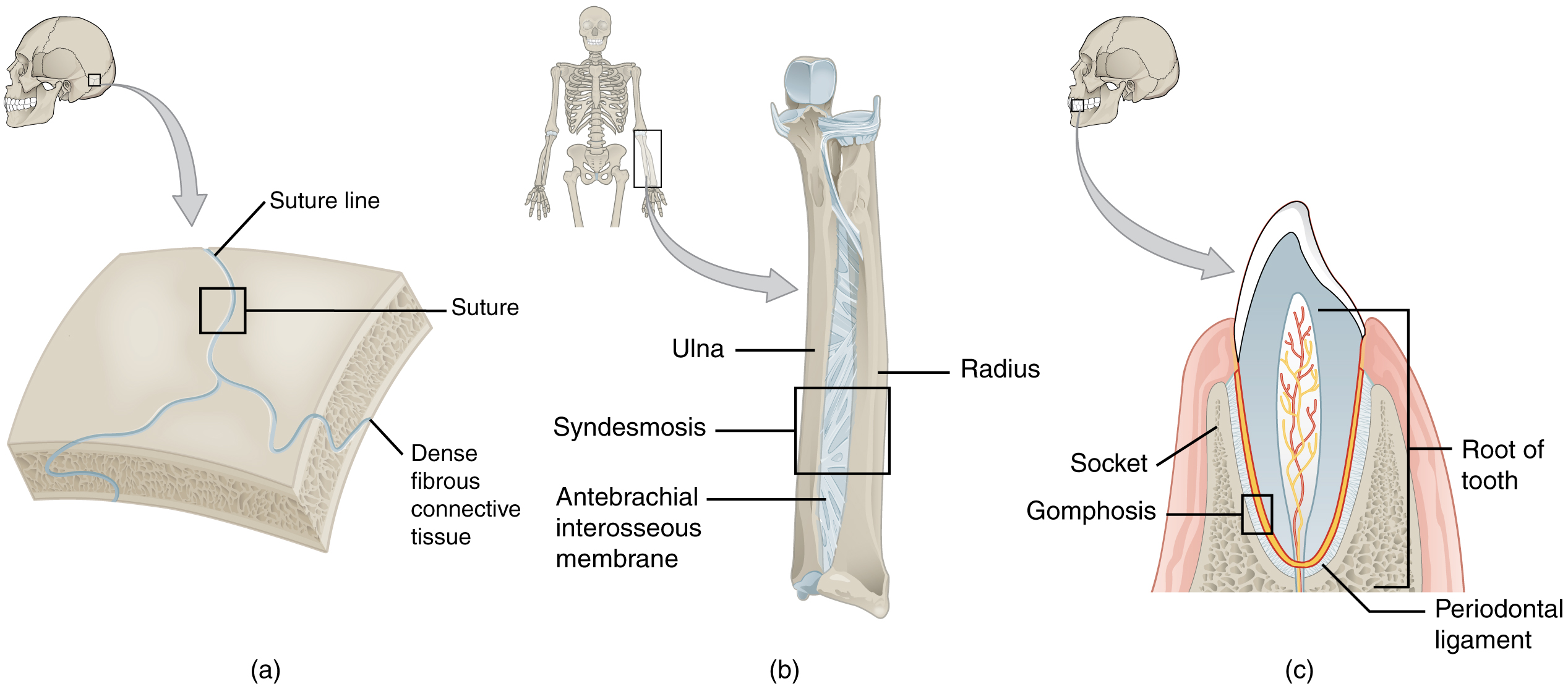 <ul><li><p>gomphosis</p></li><li><p>suture</p></li><li><p>syndesmosis</p></li></ul><p></p>