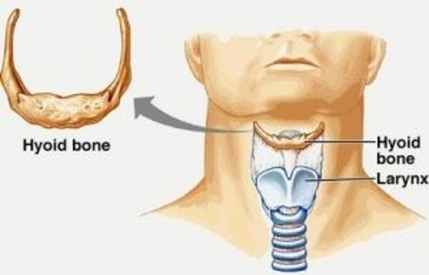 <p>a U-shaped bone in the neck that supports the tongue.</p>