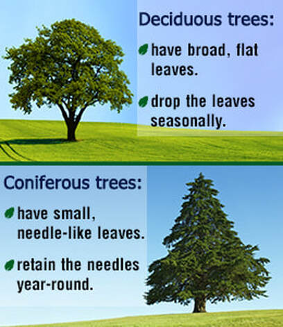 <ul><li><p>↑ rain: 4 moderate seasons</p></li><li><p>rich soil</p></li><li><p>↑ biodiversity</p></li><li><p>deciduous trees</p></li></ul><p></p>