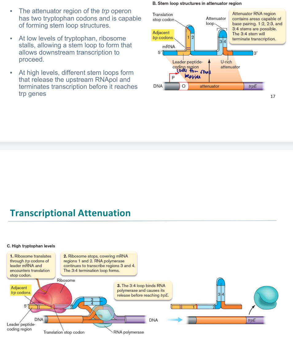 <ul><li><p>translation of a leader peptide affects transcription of an operon’s downstream structural genes.</p></li><li><p>At low levels of tryptophan, ribosome stalls, allowing a stem loop to form that allows downstream transcription to proceed.</p></li><li><p>At high levels, different stem loops form that release the upstream RNApol and terminates transcription before it reaches trp genes</p></li></ul>