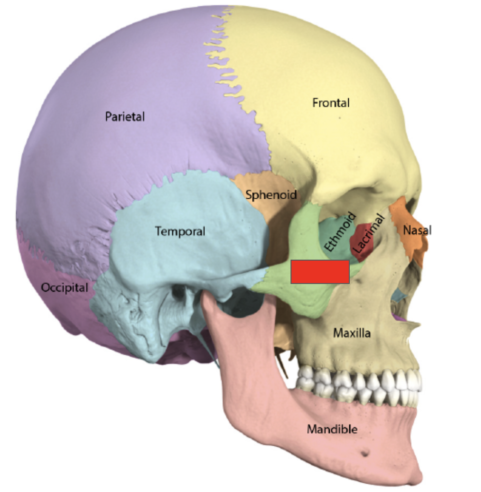 <p>Name the covered bone</p>