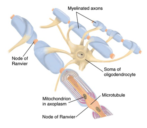 <p>gaps in myelin sheath along the axon</p>