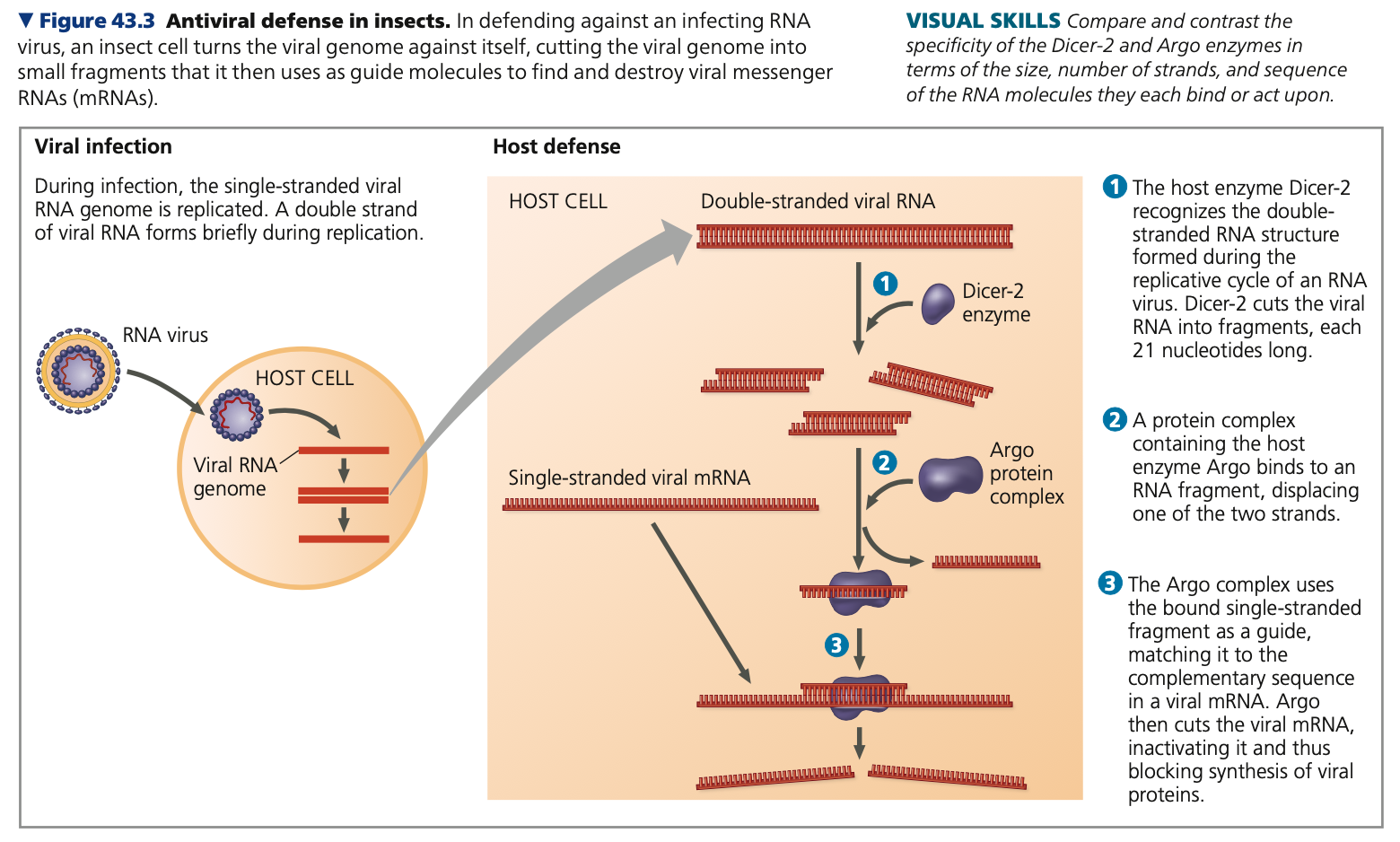 **Invertebrates**

* Specific reactions for specific pathogens
  * Ex. Fungal cell wall molecules bind to the transmembrane receptor ____
    * Toll activates production and secretion of antimicrobial peptides that specifically kill ___ cells
    * Mammalian cells use receptor proteins similar to Toll


* Defense against viruses
  * Viral genome consists of a single strand of RNA
    * As it replicates in host cells, RNA becomes the template strand for the synthesis of ____-stranded RNA
    * Animals DO NOT produce double stranded RNA, thus triggering an immune response