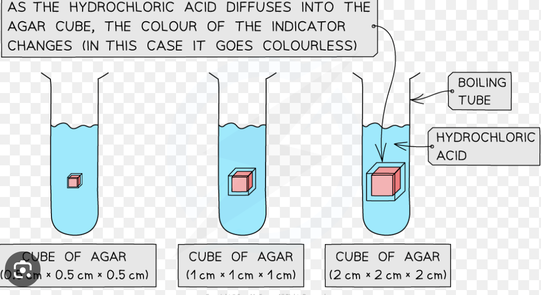 <p>we use pink agar cubes, for the solvent we use hydrochloric acid with the pink agar cubes. The colour of the agar cubes will turn colourless since the dilute hydrochloric acid goes into the pink agar cubes, (hydrochloric goes into a high to low concerntration) </p>